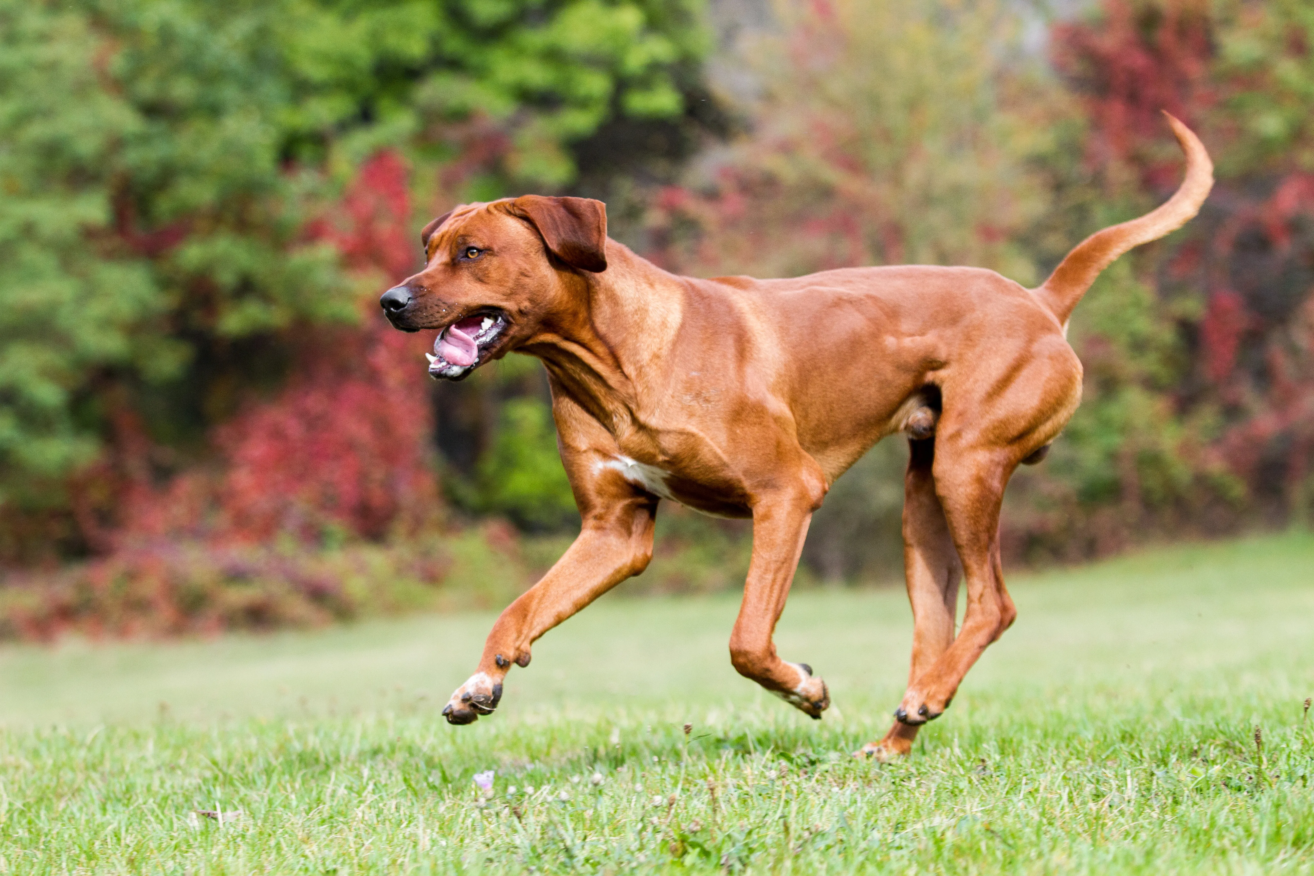 running dog